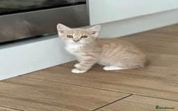 Mixed Breed cats for sale: Gorg loving kitties 4 the best homes only  - Image 1