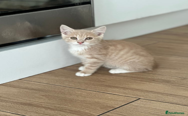 Mixed Breed cats - Advert 2