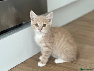 Mixed Breed cats - Advert 9