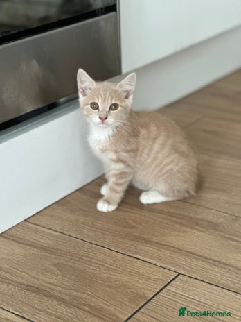 Mixed Breed cats - Advert 2
