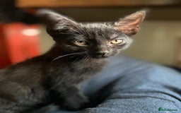 Mixed Breed cats for sale: 3 black kittens for sale  - Image 4