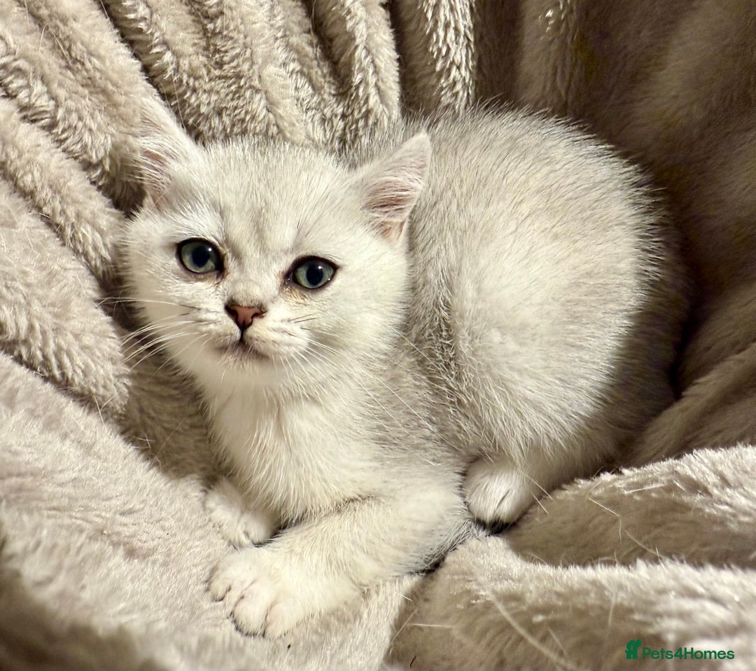 British Shorthair cats for sale: 🐾 British Shorthair Kittens — TICA Registered 🐾 - Advert 9