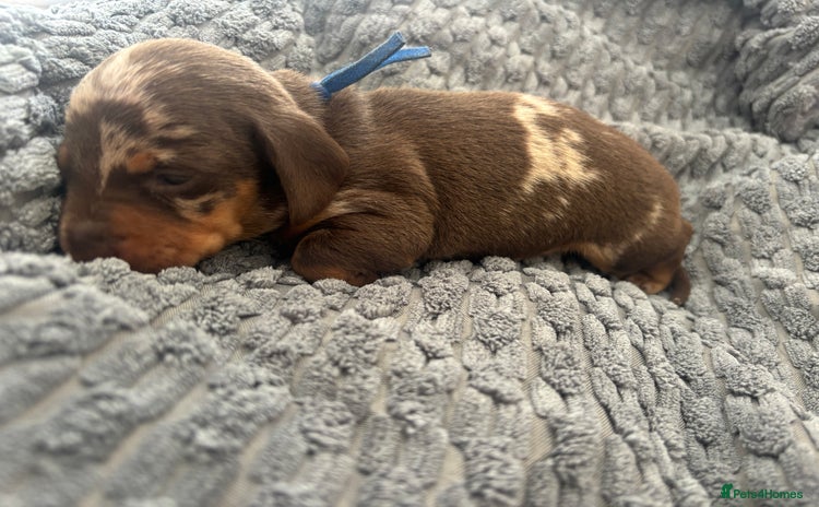 Miniature Dachshund dogs - Advert 3