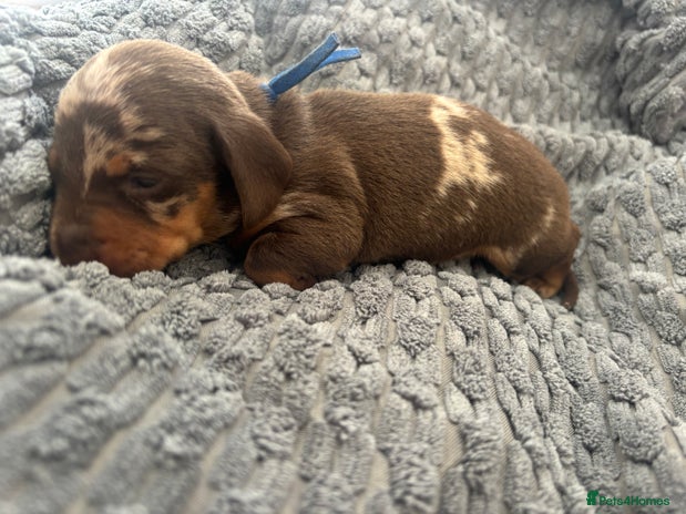 Miniature Dachshund dogs - Advert 2