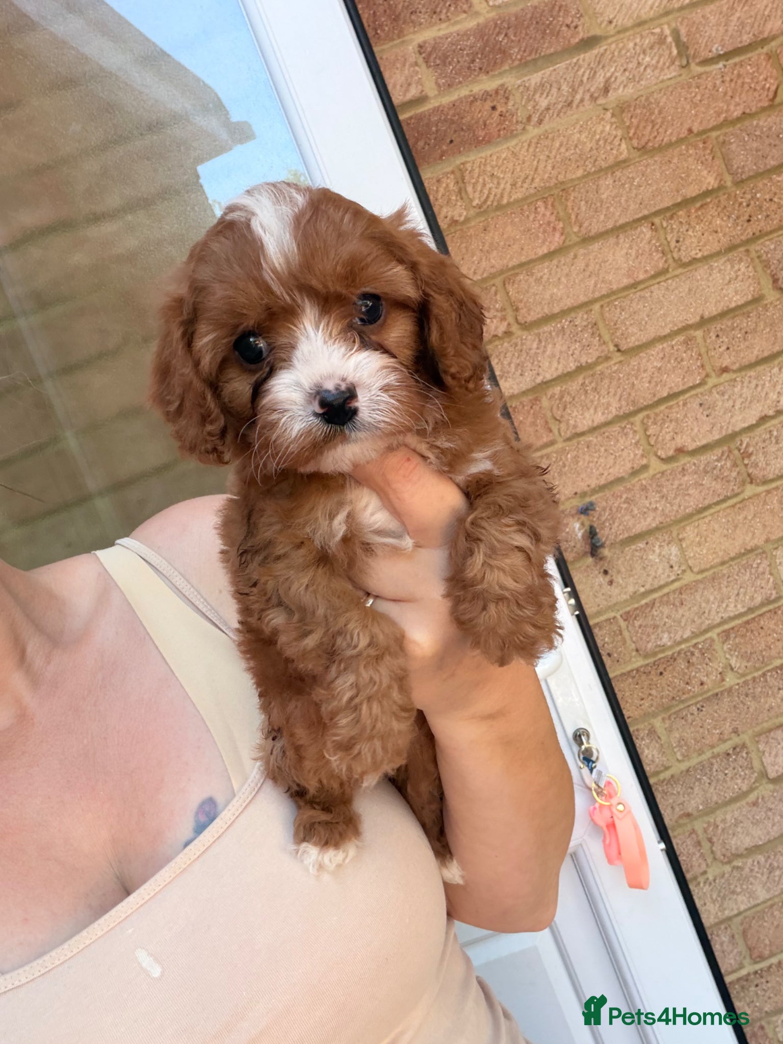 Cavapoo dogs F1 cavapoos 🥰dna health clear parents,💙🩷  - Advert 1
