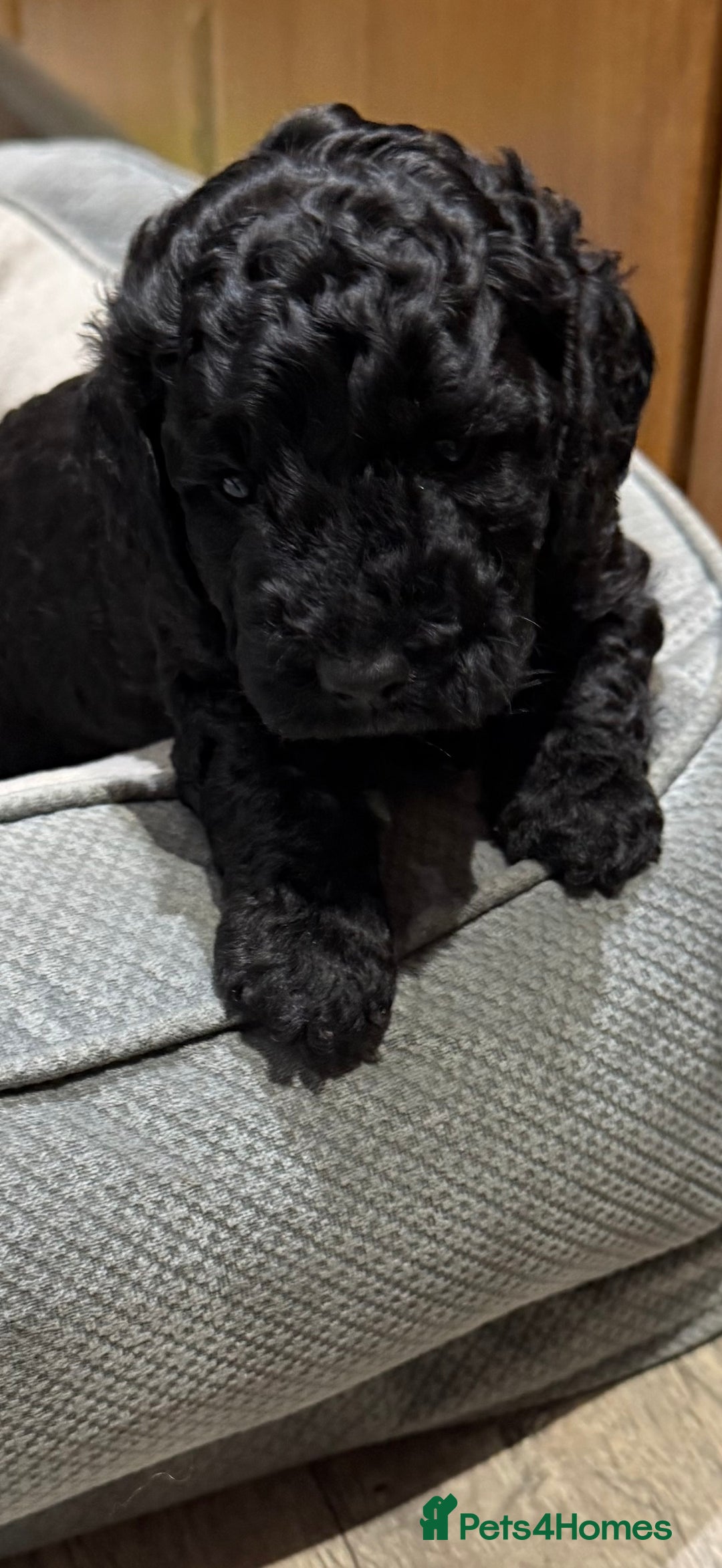 Cockapoo dogs for sale: Cockapoo puppies - Advert 6