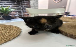 Mixed Breed cats for sale: 3 kittens for sale- 1 boy and 2 girls  - Image 5