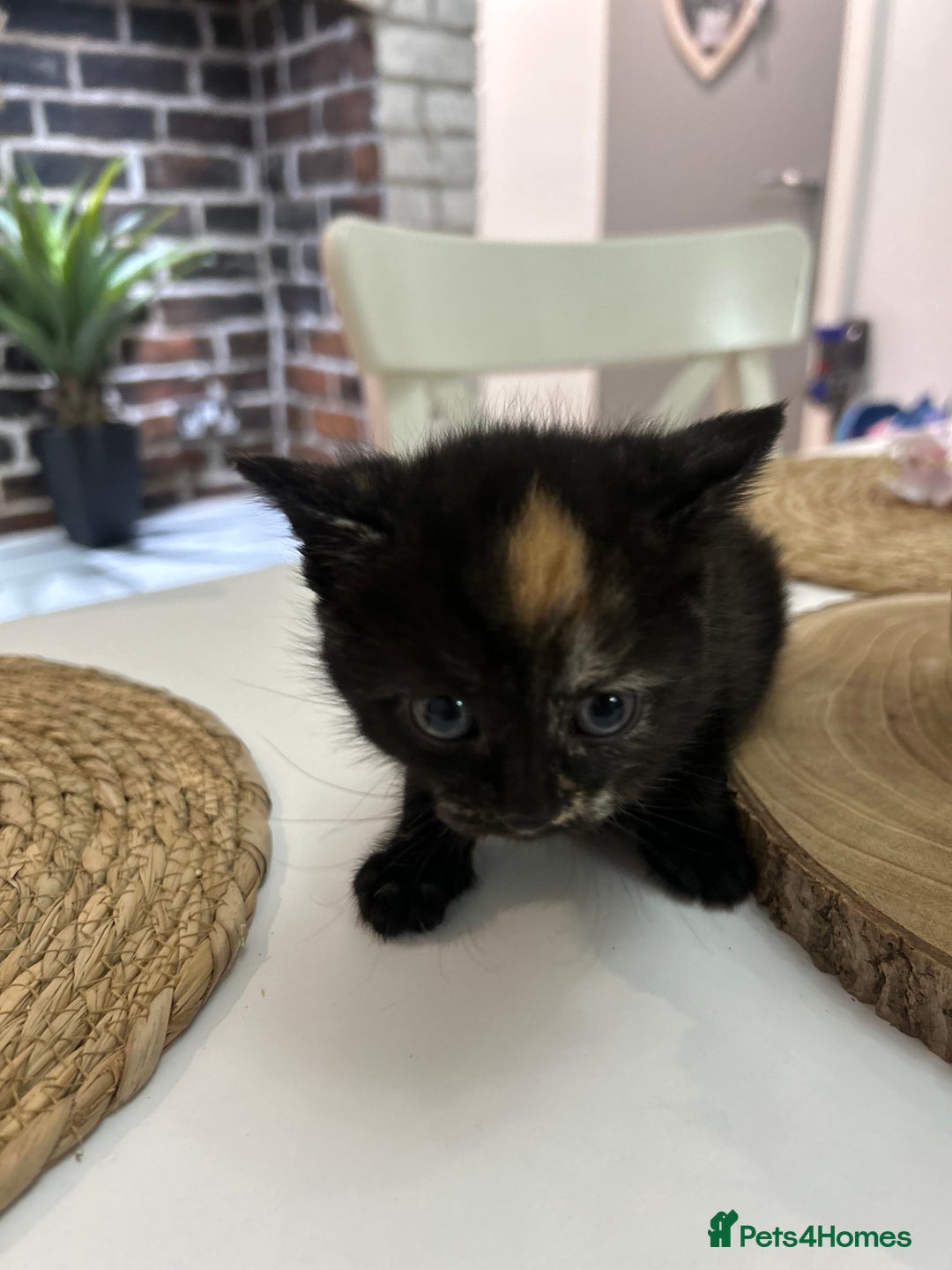 Mixed Breed cats for sale: 3 kittens for sale- 1 boy and 2 girls  - Image 5