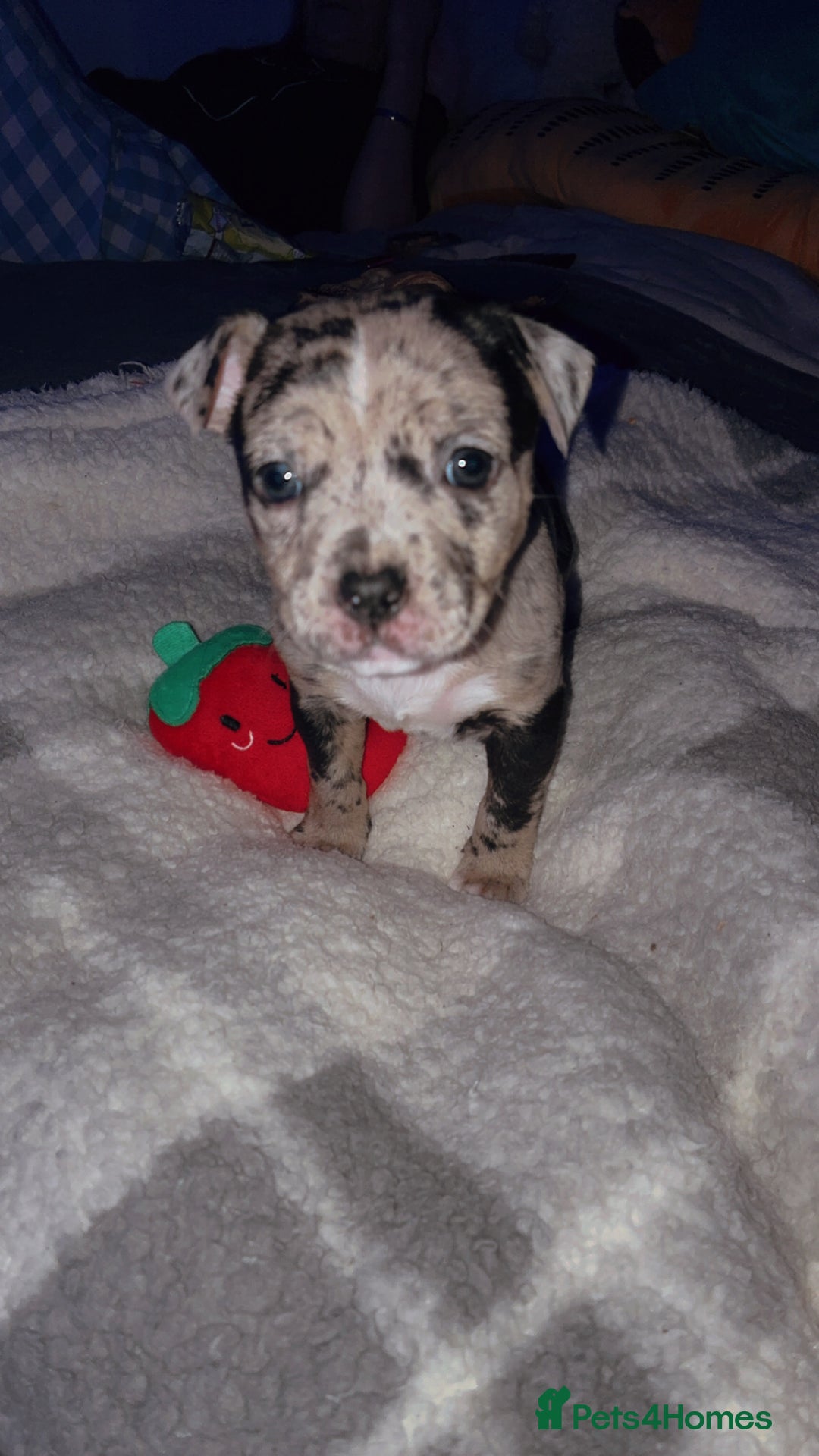 Mixed Breed dogs for sale: Bullypit/labrador pups for sale  - Advert 6