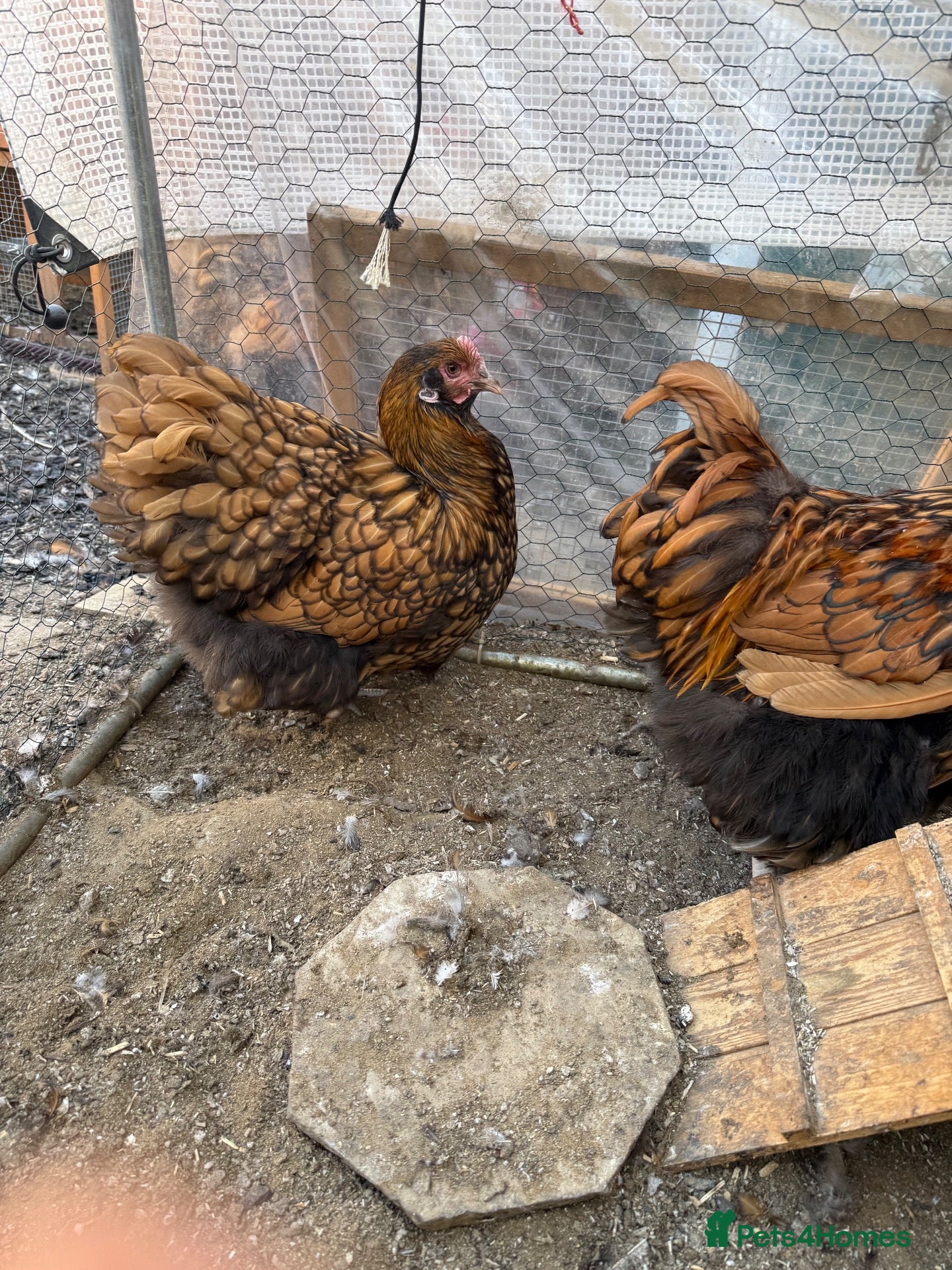 Chickens poultry Orpington and speckled Sussex  - Advert 2