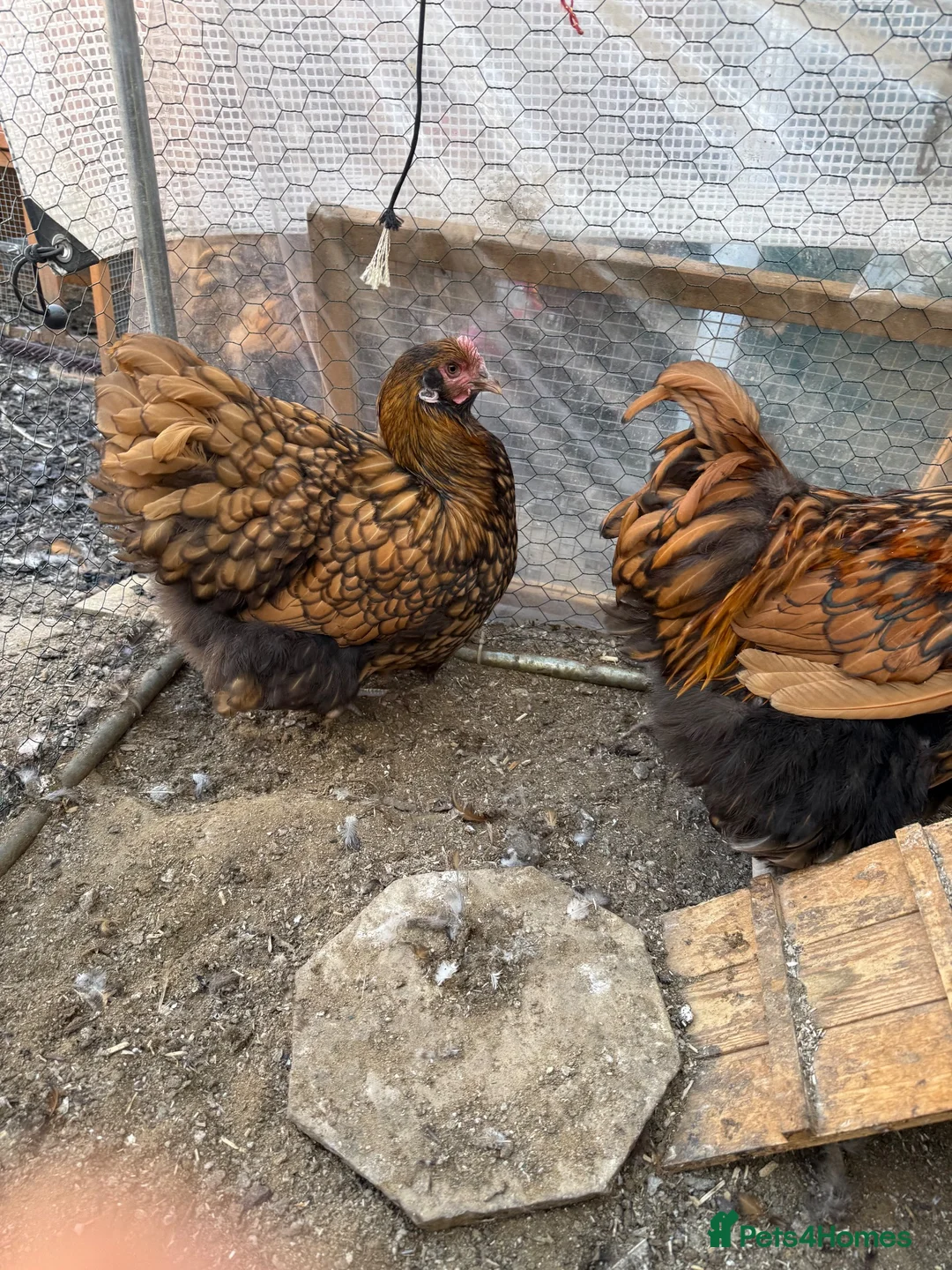 Chickens poultry for sale: Orpington and speckled Sussex  - Advert 2