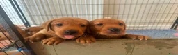 Labrador Retriever dogs for sale: Fox Red Labradors in Oswestry - Advert 12