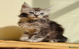 Maine Coon cats for sale: Beautiful pure bred Maine Coon kittens - Image 39