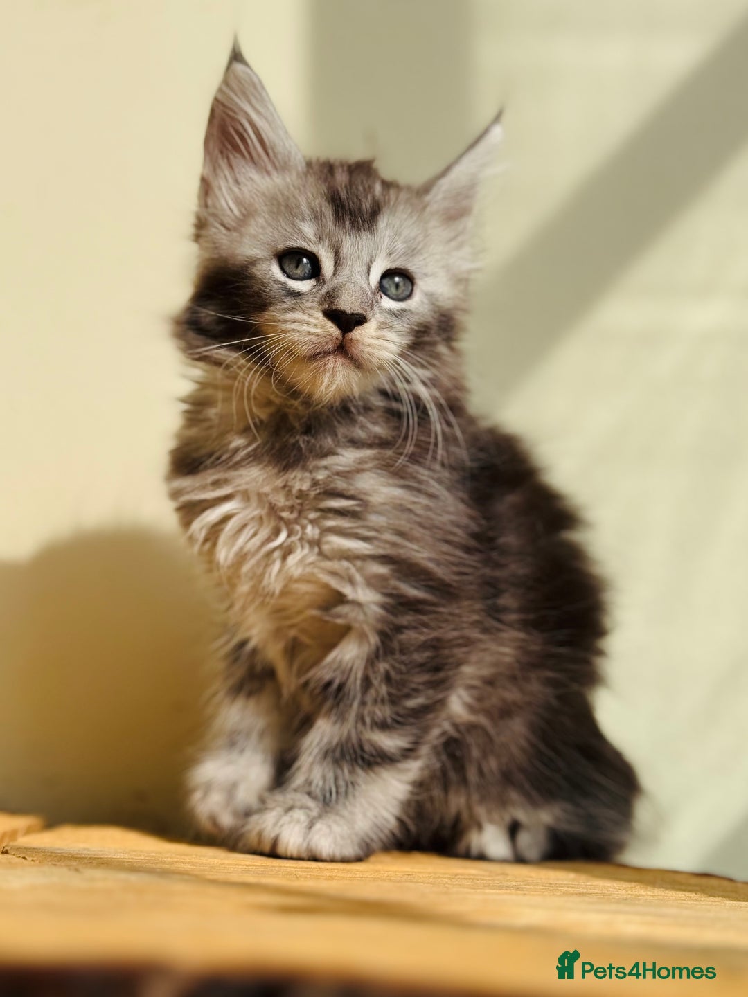 Maine Coon cats for sale: Beautiful pure bred Maine Coon kittens - Image 39