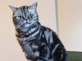 British Shorthair cats Bsh .Tabby Female as Pet only. - Advert 2