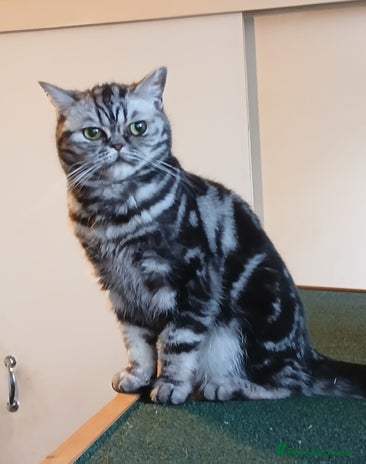 British Shorthair cats Bsh .Tabby Female as Pet only. - Advert 2