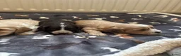 Cockapoo dogs for sale: Stunning F1 Cockapoos from H/Tested KC Parents!! - Advert 8