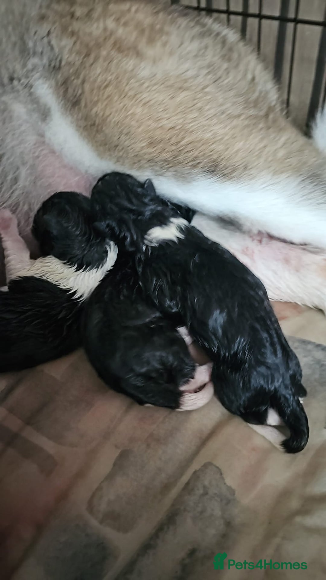 Akita dogs for sale: 🐾 American Akita Puppies for Forever Homes 🐾 - Image 28