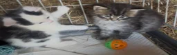 Mixed Breed cats for sale: Beautiful fluffy Kittens - Advert 7