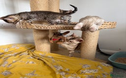 Bengal cats for sale: Pure Bengal Kittens, Ready NOW  - Image 8