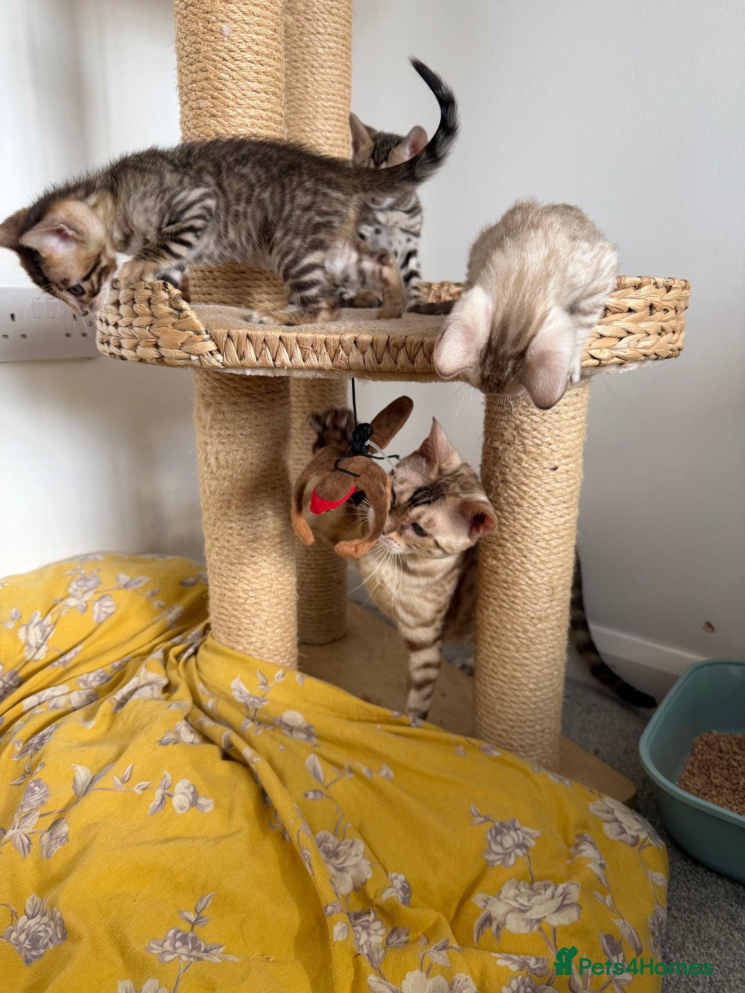 Bengal cats for sale: Pure Bengal Kittens, Ready NOW  - Image 8