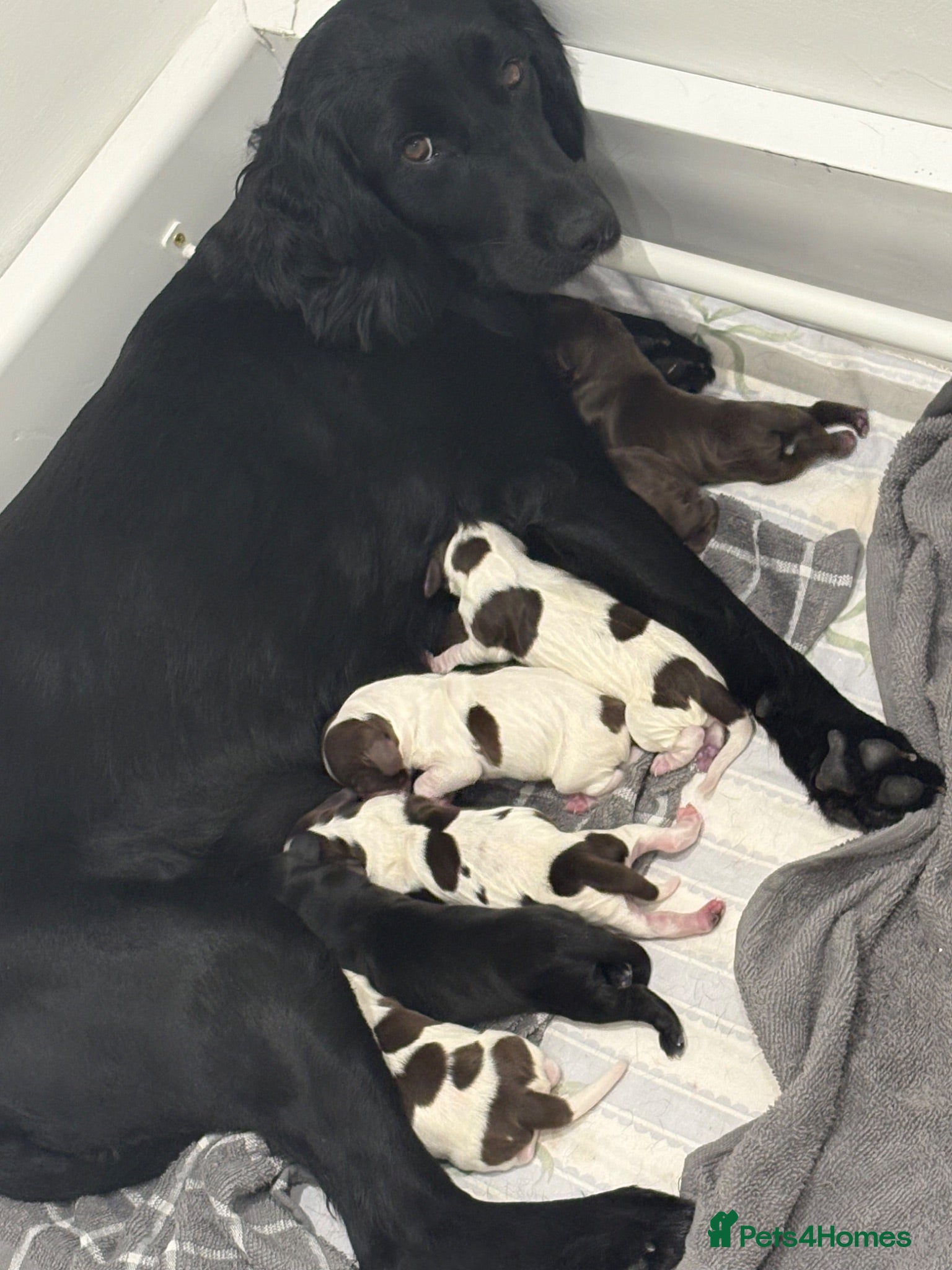Mixed Breed dogs Springerdor X Cocker Spaniel  - Advert 2
