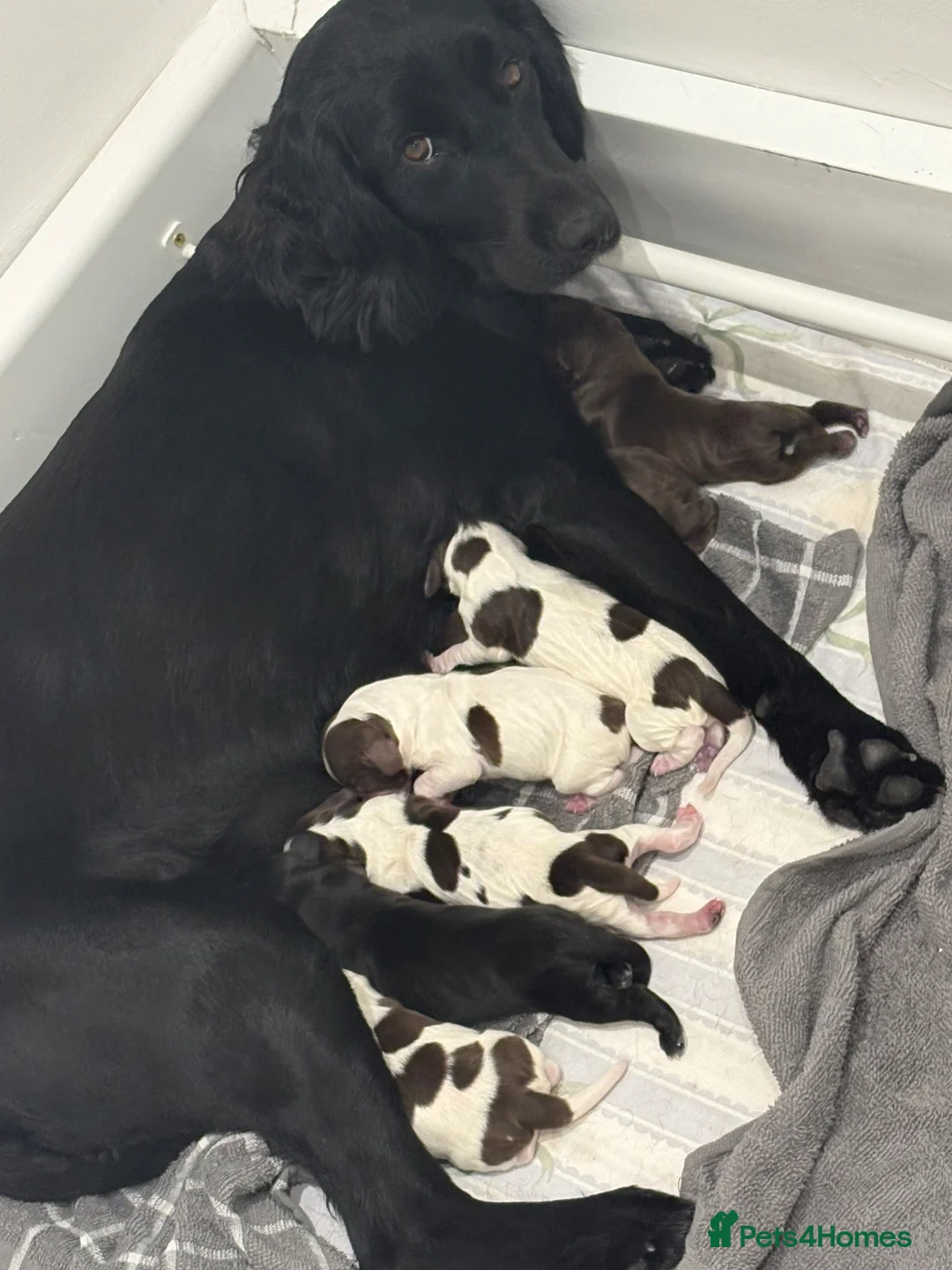 Mixed Breed dogs for sale: Springerdor X Cocker Spaniel  in Wisbech - Advert 1