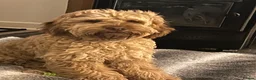 Cockapoo dogs for sale: 1 year old Cockerpoo  - Advert 6