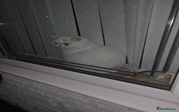 Exotic cats for sale: Stunning Rare Cream Van ESH Male - Image 18