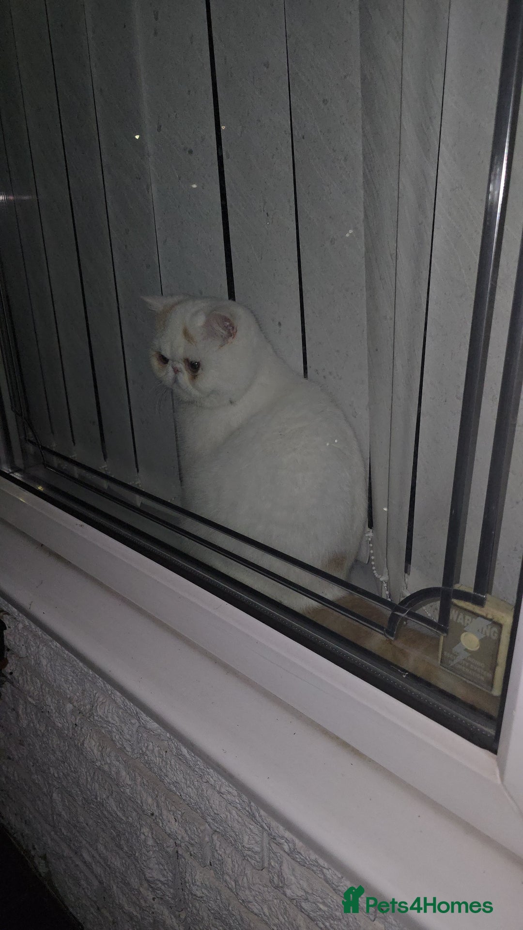 Exotic cats for sale: Stunning Rare Cream Van ESH Male - Image 18