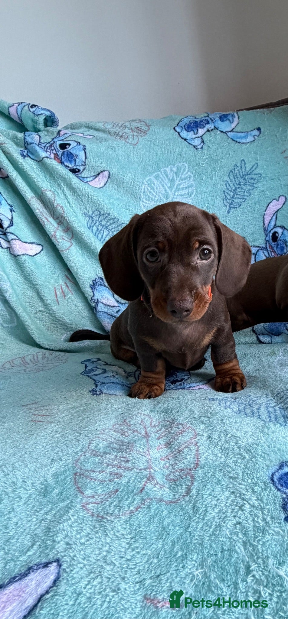 Dachshund dogs 🐾 DACHSHUND PUPPIES — READY NOW\! 🐾 - Advert 1