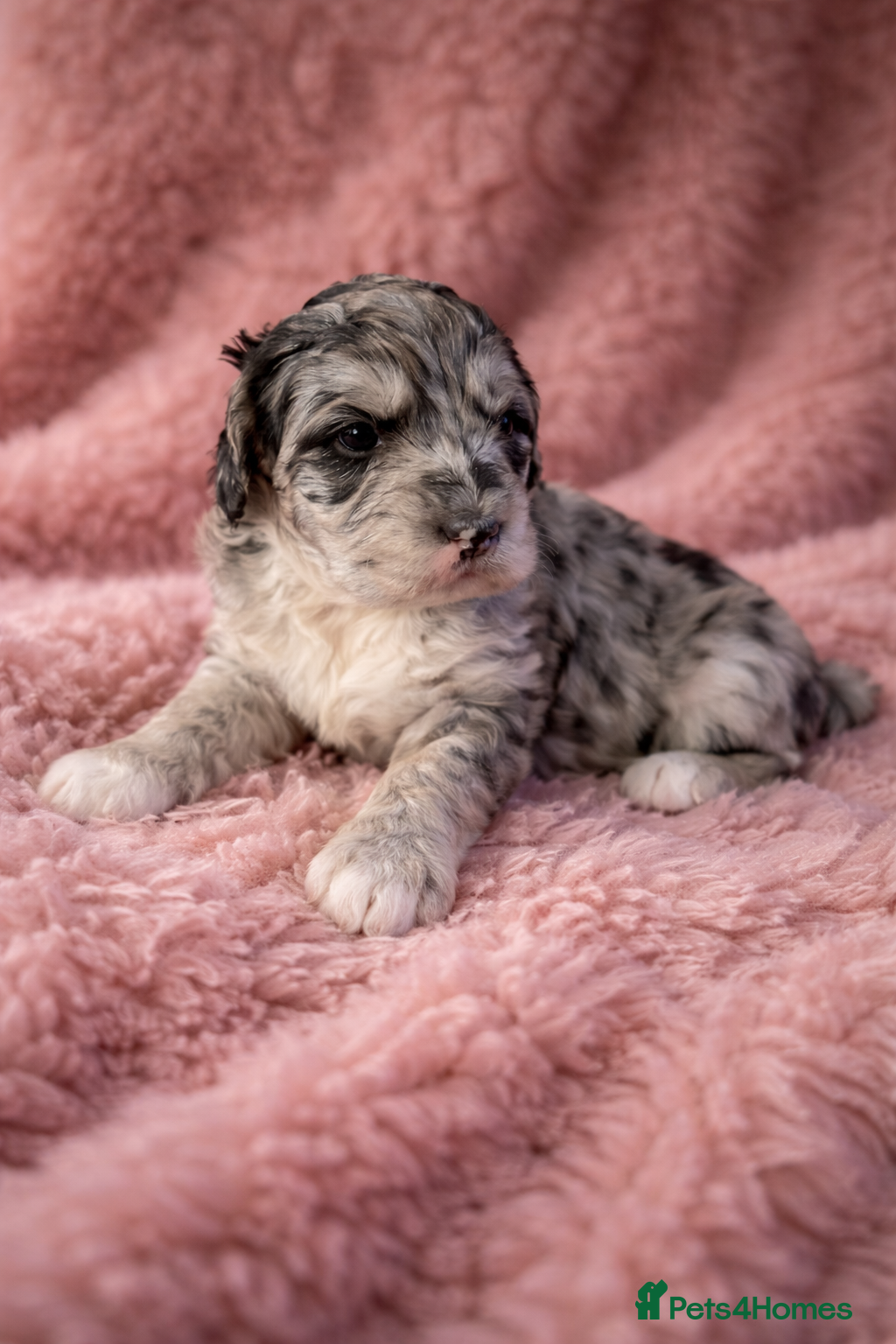 Australian Labradoodle dogs AUSTRALIAN LABRADOODLE  - Advert 3