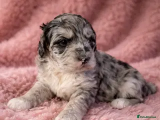 Australian Labradoodle dogs AUSTRALIAN LABRADOODLE - Advert 3