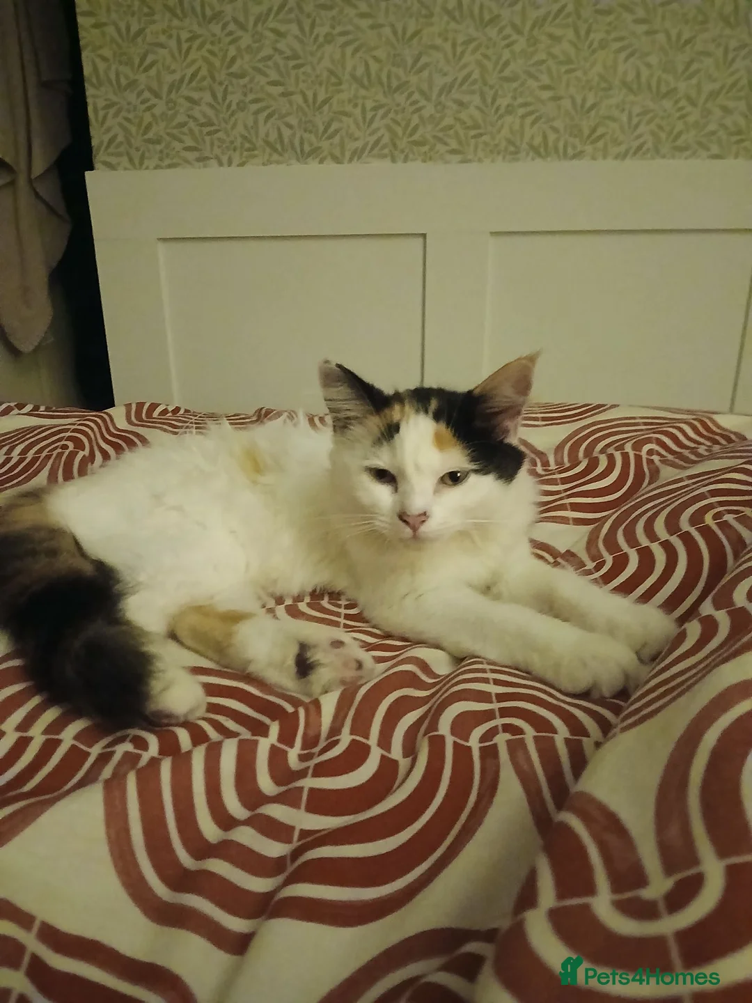 Mixed Breed cats for sale: Female kitten seeking new home  - Advert 1