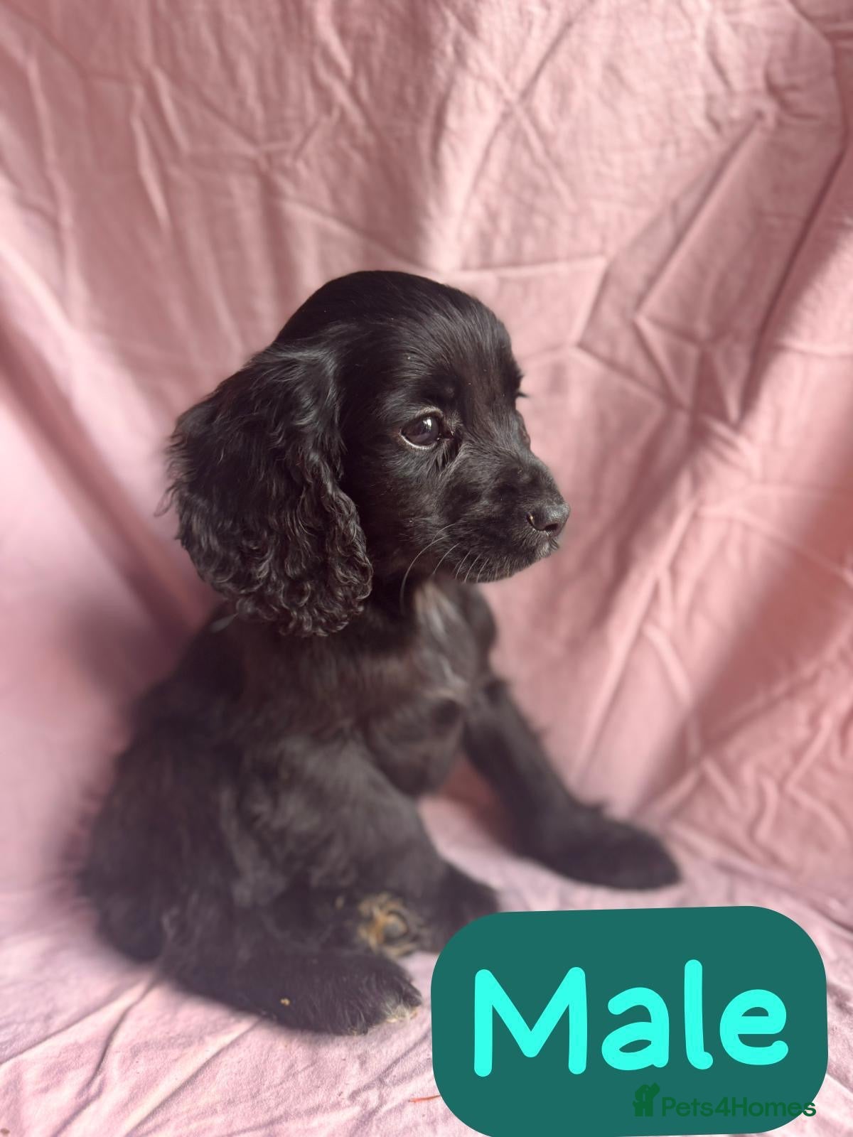 Cockapoo dogs for sale: COCKAPOO PUPS  - Advert 4