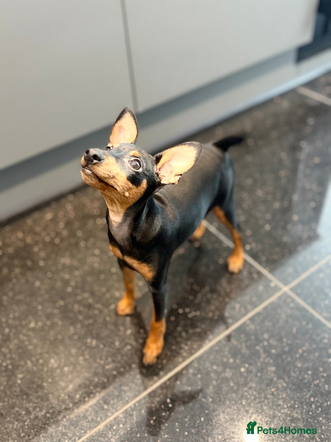 Miniature Pinscher dogs for sale: Pure 100% Miniature Pinscher-Licensed Breeder🐾❤️  - Advert 9