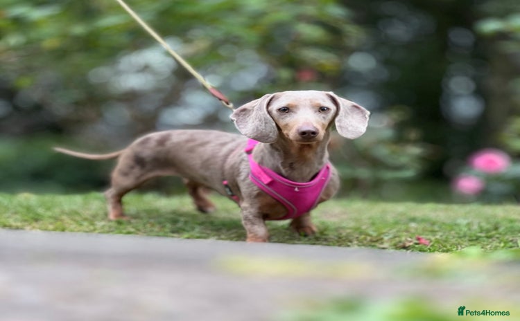 Dachshund dogs - Advert 2