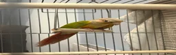 Conures birds for sale: Male pineapple conjure with dna in Wisbech - Advert 3