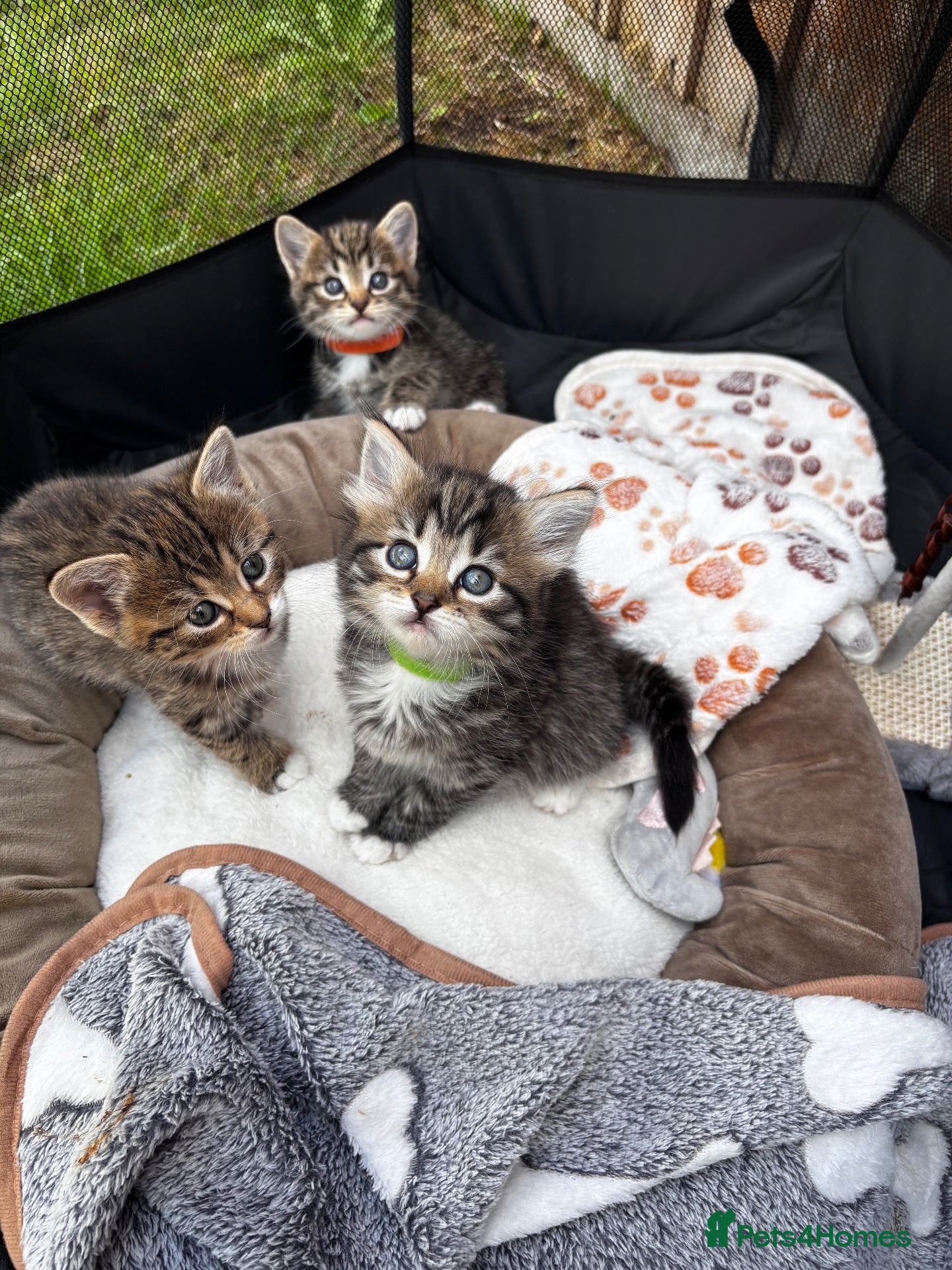 British Longhair cats Stunning 4 kittens - Advert 5
