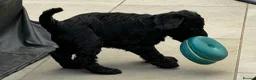 Cockapoo dogs for sale: Stunning Cockapoo Puppies — Homes for Life Only in Banbury - Advert 18