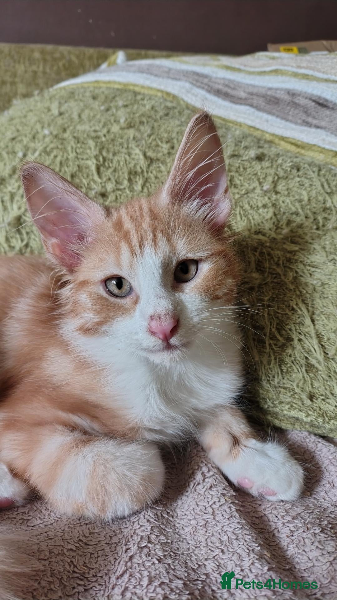 Norwegian Forest Cat cats Beautiful Norwegian Forest Kittens  - Advert 4