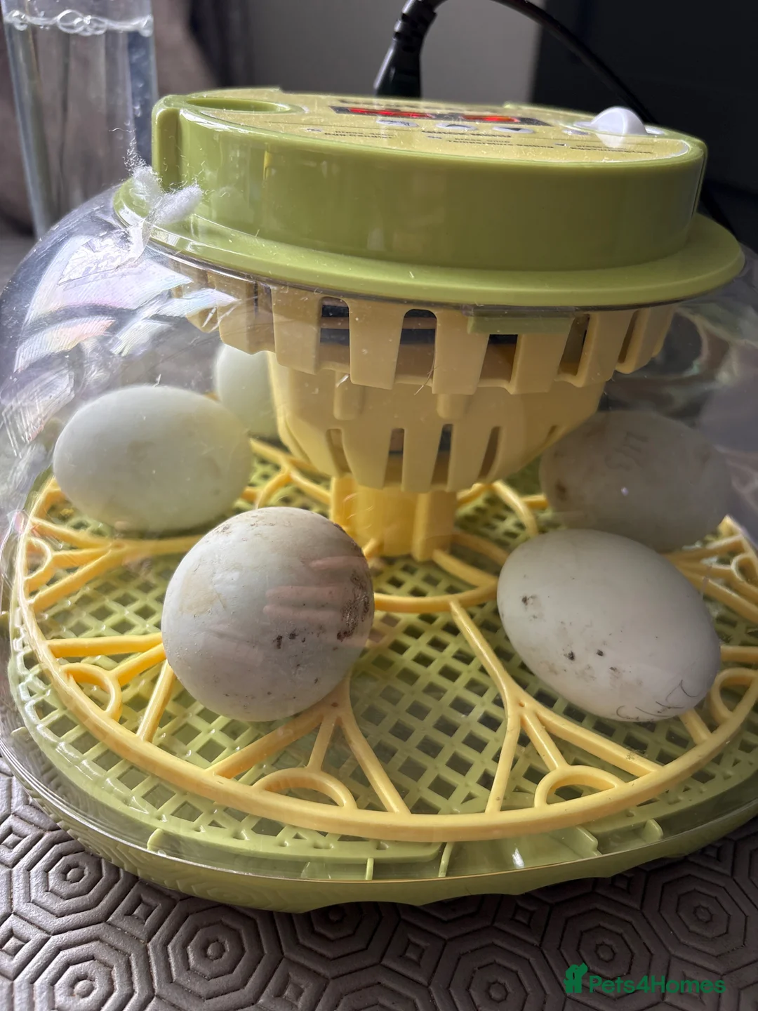 Ducks poultry for sale: Indian runner ducklings x6  - Advert 1