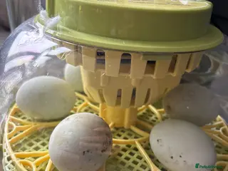 Ducks poultry Indian runner ducklings x6 - Advert 1