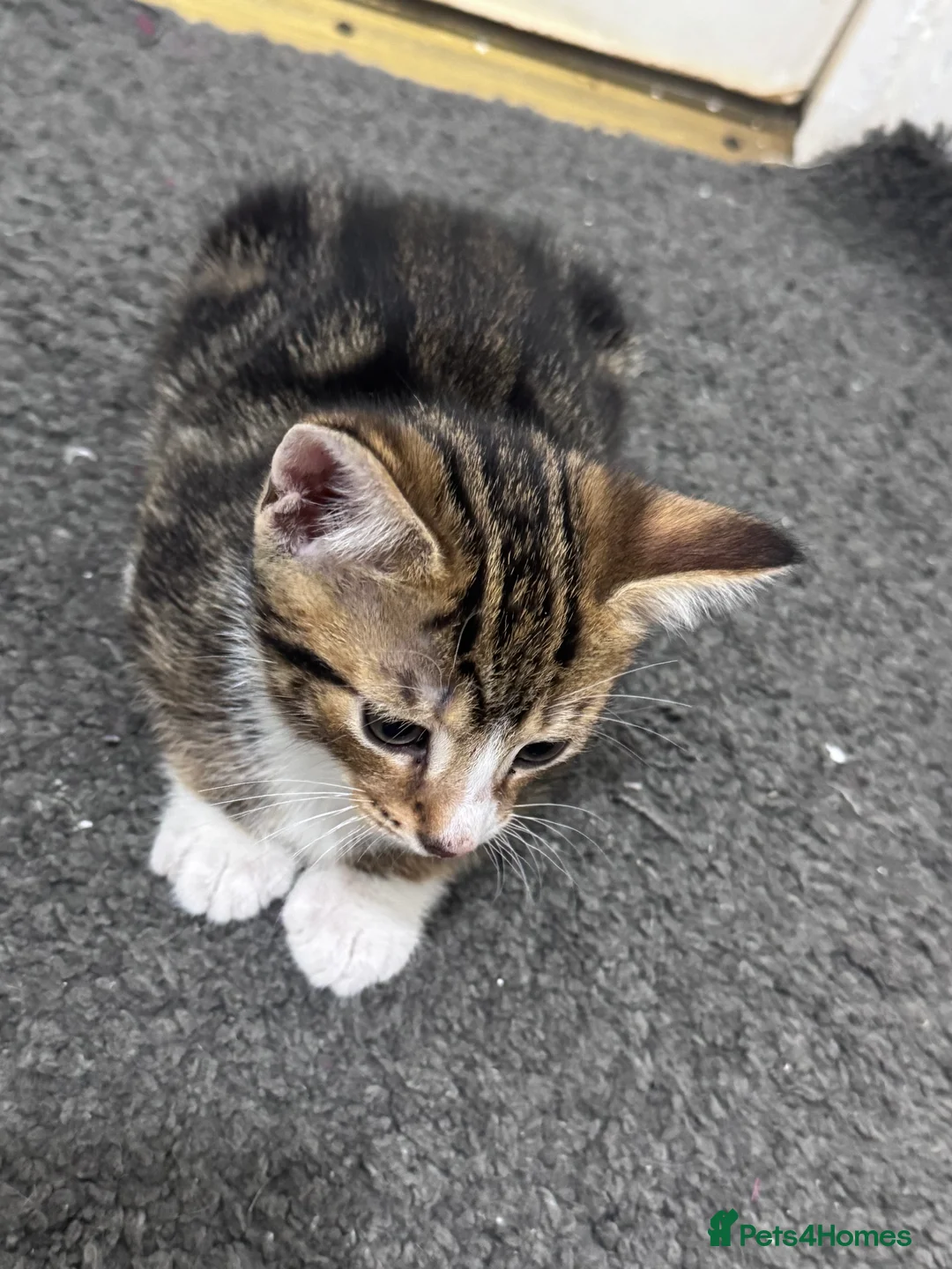 Mixed Breed cats for sale: Kittens for sale - Advert 6