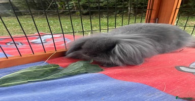 Mini Lion Lop rabbits - Advert 14