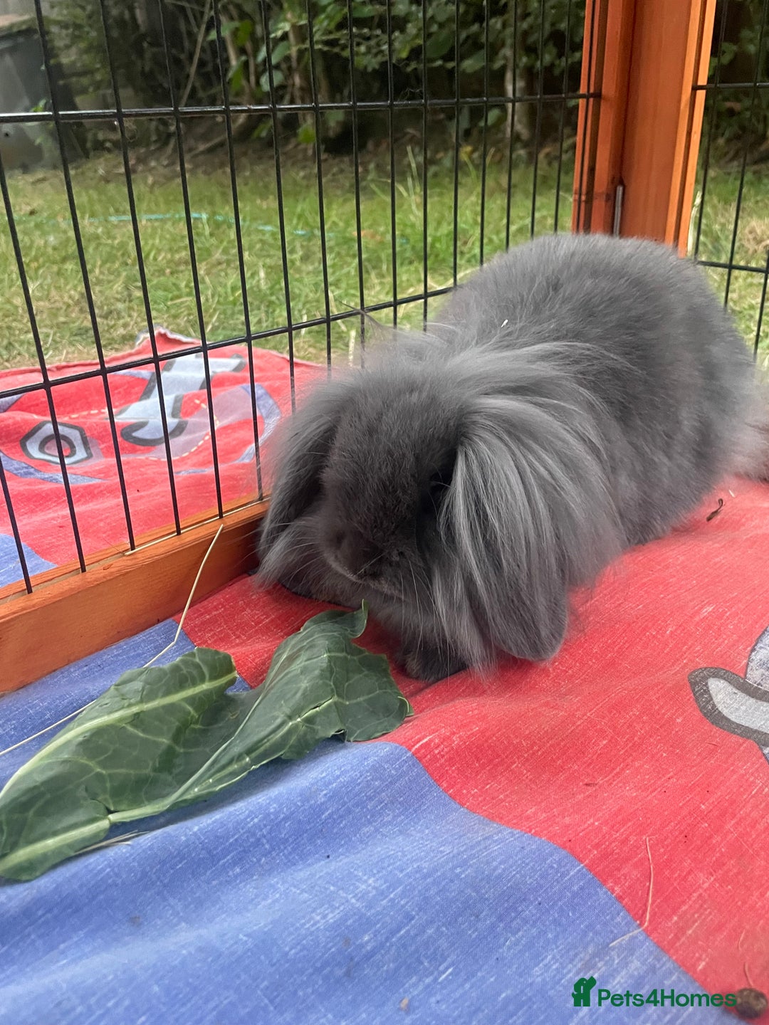 Mini Lion Lop rabbits for sale: Beautiful Grey Mini Lion Lop Baby - Image 3