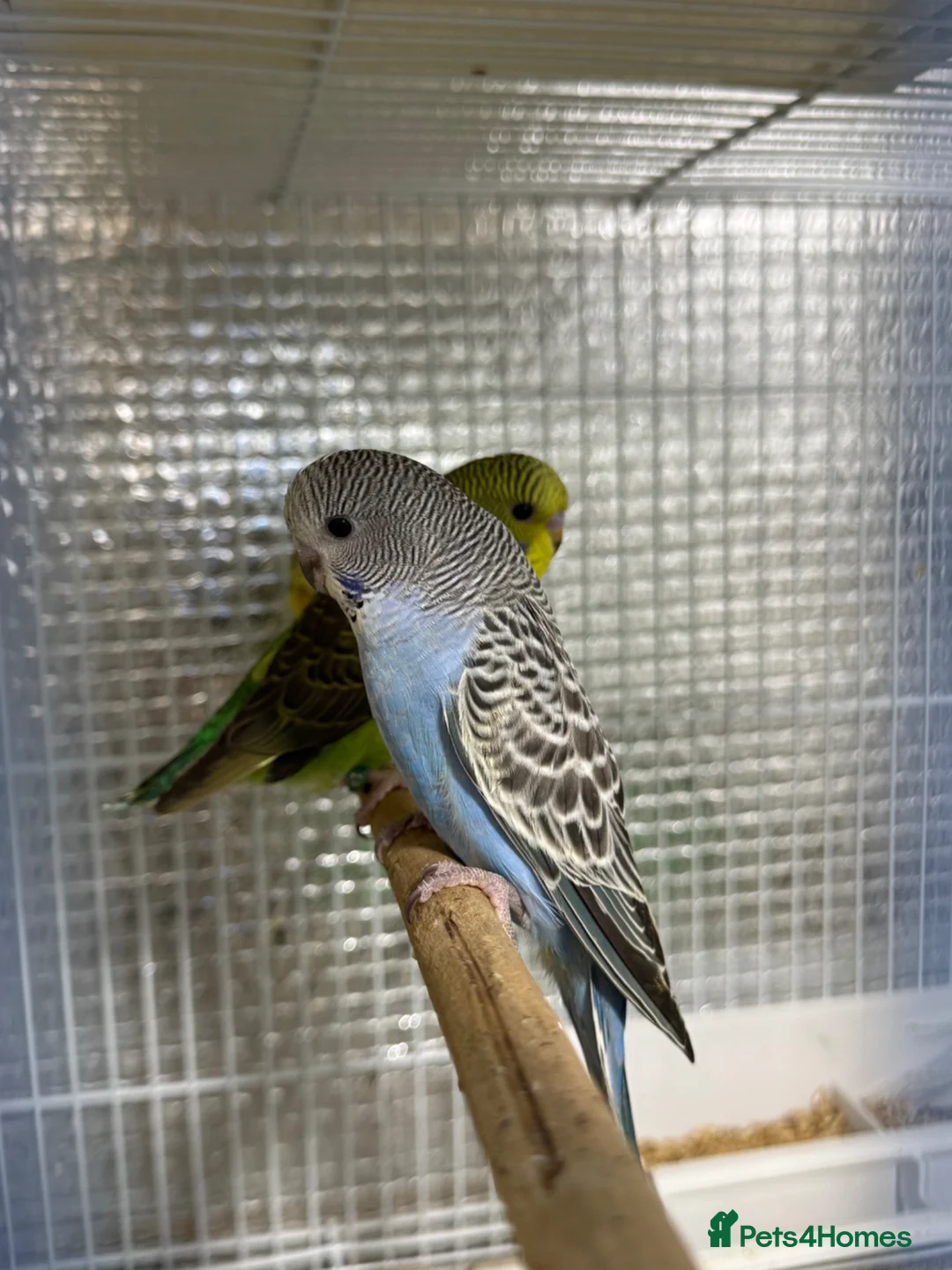 Budgerigars birds for sale: Split of bw/bf budgies  - Advert 2