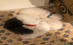 Maine Coon cats for sale: White Maine Coon GCCF - Image 5