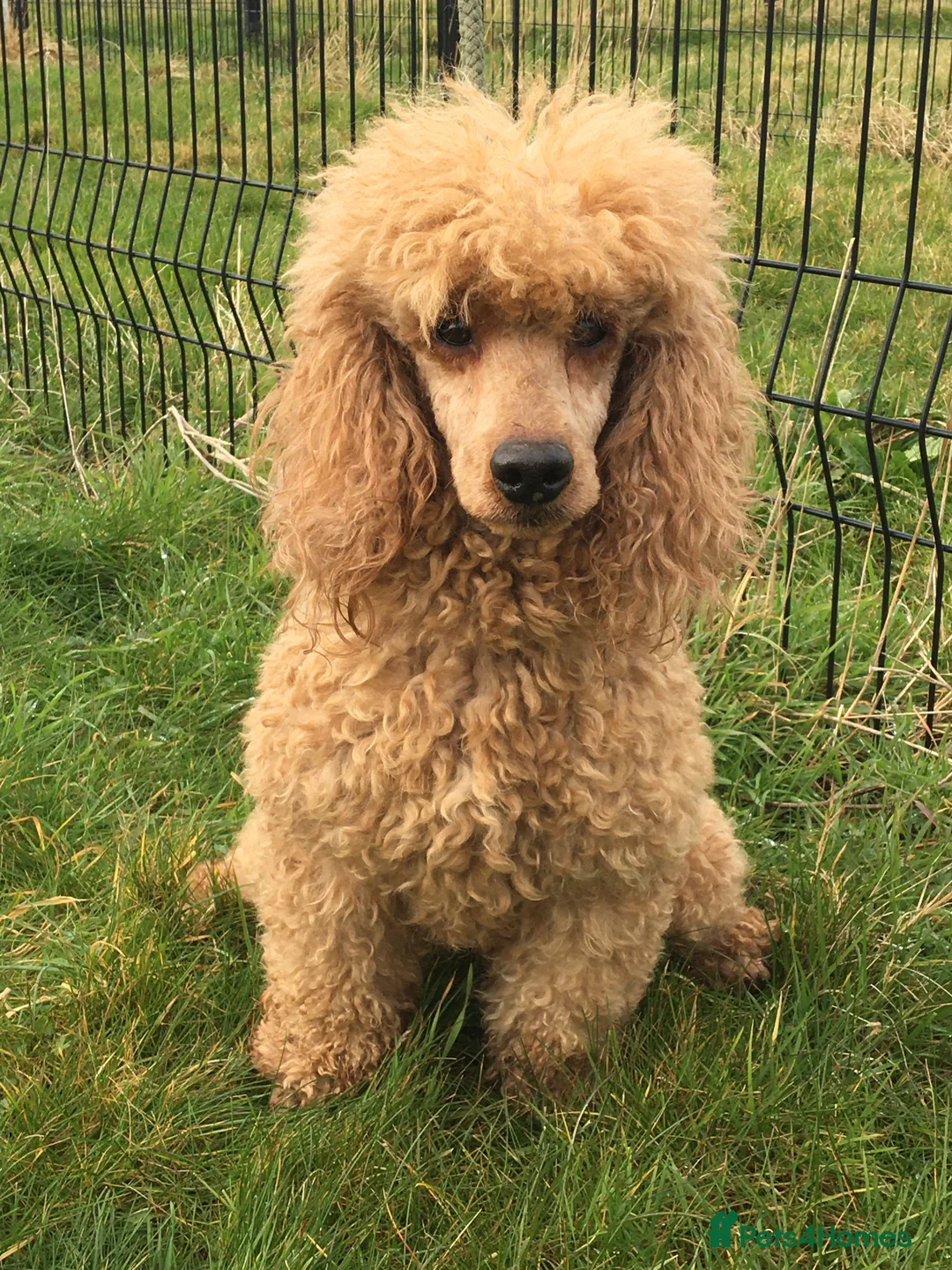 Miniature Poodle dogs for stud: Miniature Poodle at stud in Sandwich - Advert 2