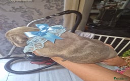 French Bulldog dogs for sale: French bulldog puppie blue male - Image 5